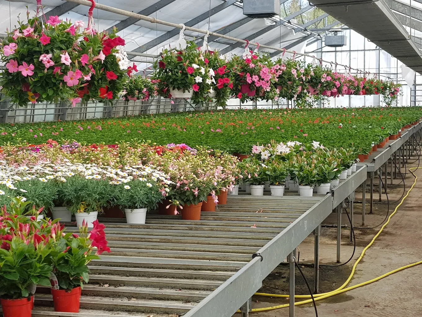 Hämmerli – fleuriste à Cheseaux-sur-Lausanne, partenaire LausanneFlowers.ch